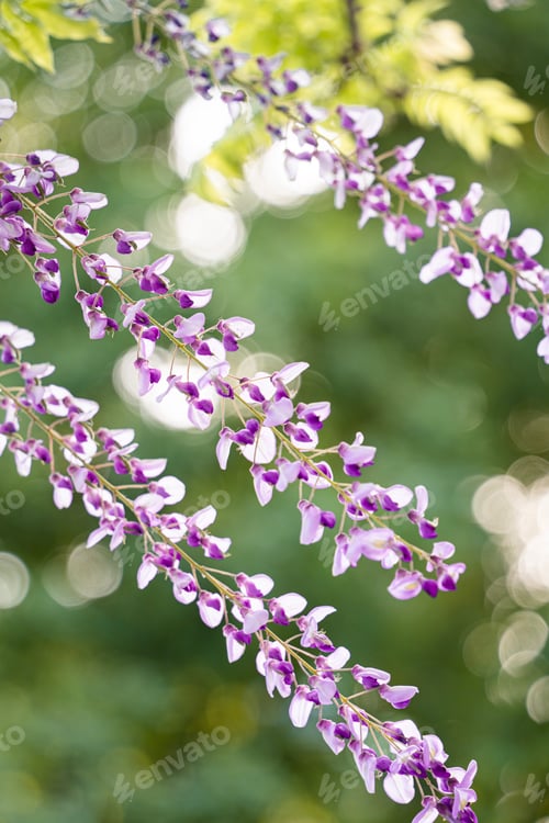 Preview: Vibrant display of Wisteria flowers in a sunny outdoor setting