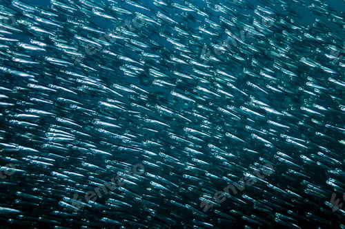 Preview: School of thousands of sardines, Moalboal, Cebu, Philippines