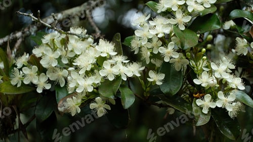 Preview: Grumixama flowers