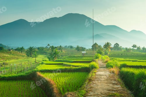 Preview: Beautiful morning view in Indonesia, panoramic landscape of rice fields with mountain