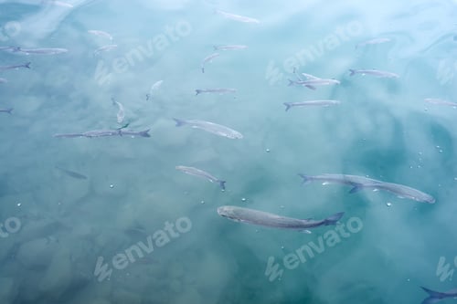 Preview: minimalist shot of a huge school of silver reflective fish swimming in deep water
