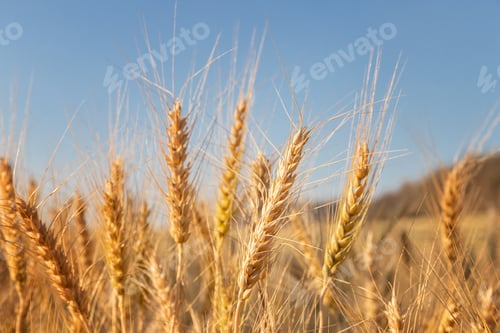 Preview: Close-up Barley in the field with sunny day. Beautiful nature and fresh air.
