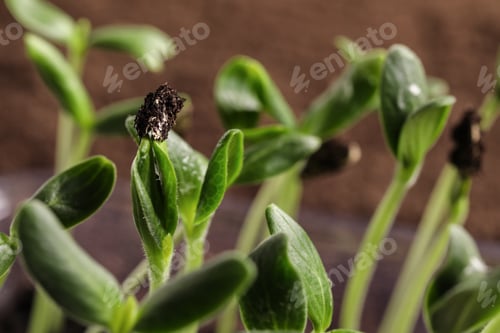 Preview: Little green seedlings growing in soil, closeup view