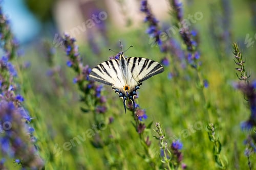 Preview: Butterfly perched on lavender flowers