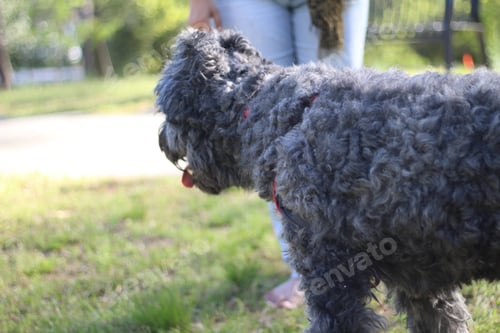 Preview: Dog walk day