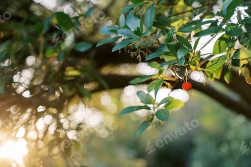 Preview: Red berry on a strawberry tree among green foliage in bright sunlight