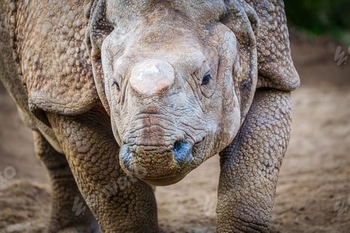 Preview: Close-up of a Rhinoceros with a Cut-off Horn, Protecting Animals from Poachers, concept