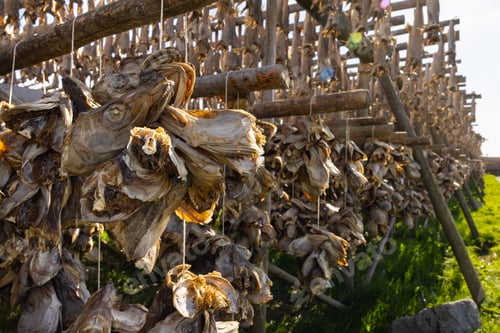 Preview: Cod fish drying on traditional wooden racks in Lofoten Islands, Norway, Europe