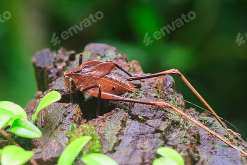 Preview: Mecopoda elongata in nature