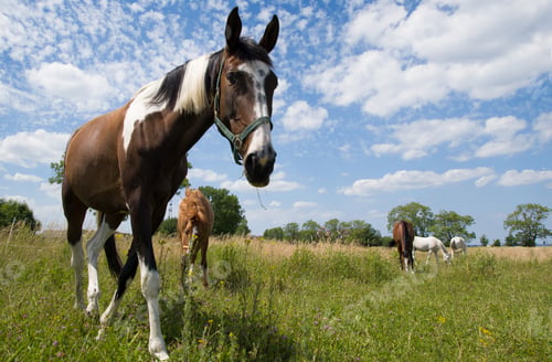 Preview: portrait horse