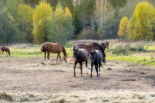 Preview: Farm horses graze in paddock on autumn day