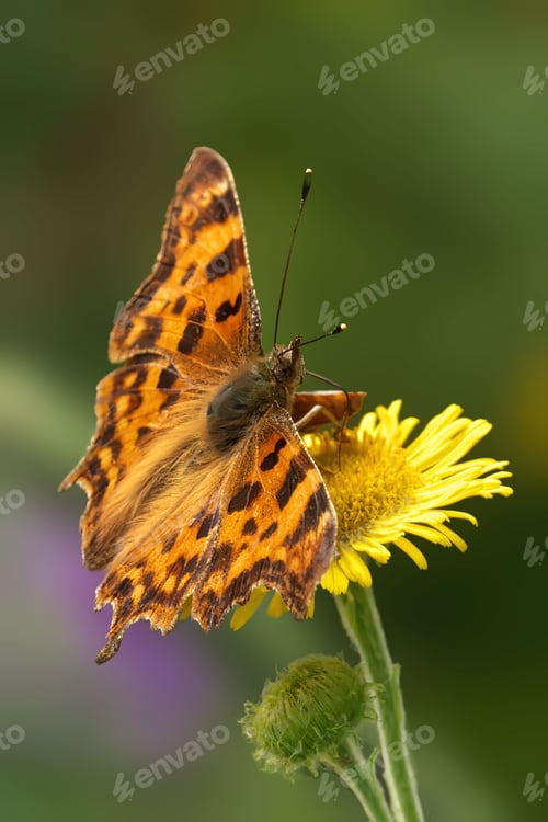 Preview: Butterfly on Yellow Flower