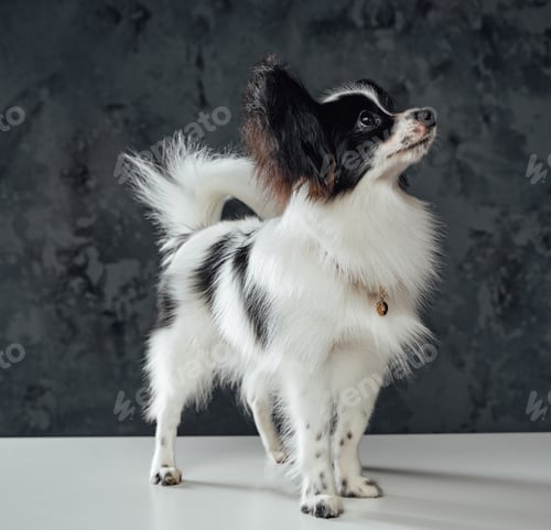 Preview: Miniature papillon dog with white black fur against dark background