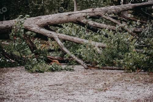 Preview: Fallen tree after a thunderstorm
