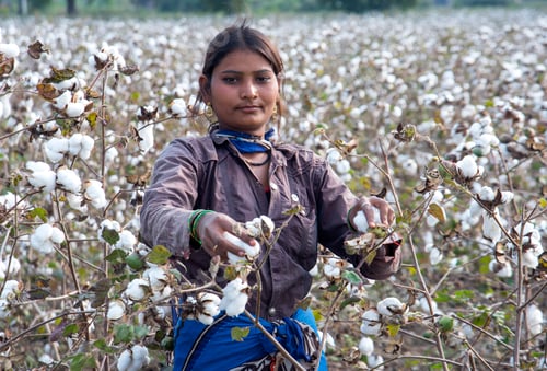 Preview: Woman harvesting cotton in a cotton field.