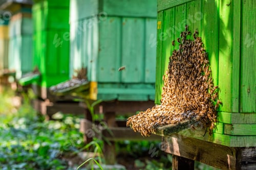 Preview: Old apiary with bees, summer in countryside