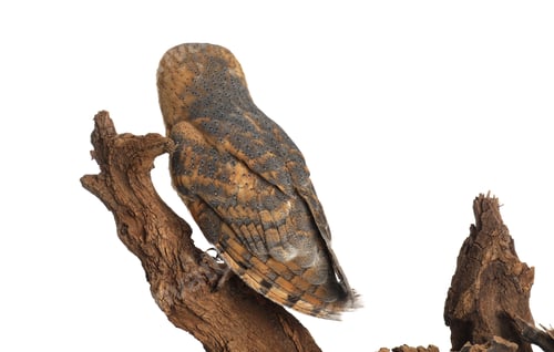 Preview: Beautiful common barn owl on tree against white background, back view