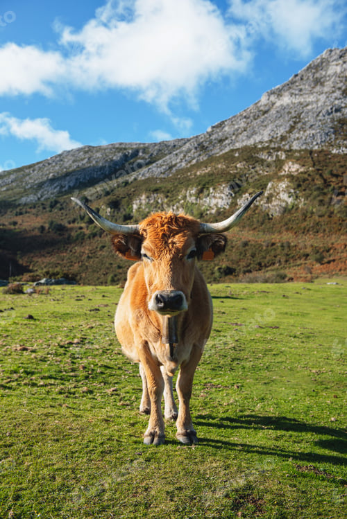 Preview: free cow in the mountain