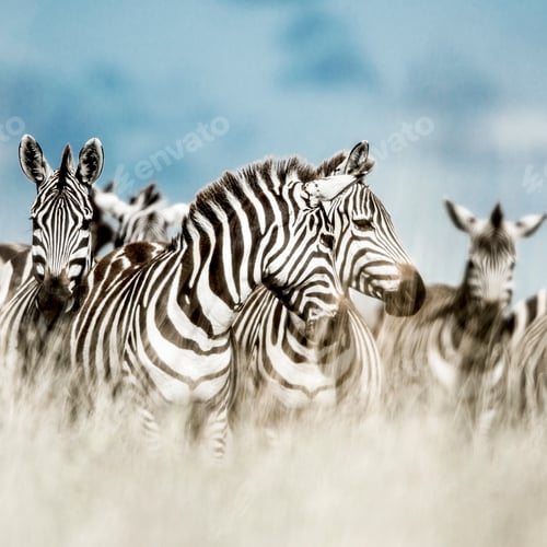 Preview: Herd of zebra in the wild savannah, Serengeti, Africa