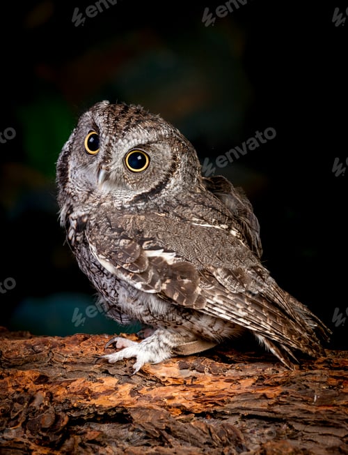 Preview: Side view of screech owl.