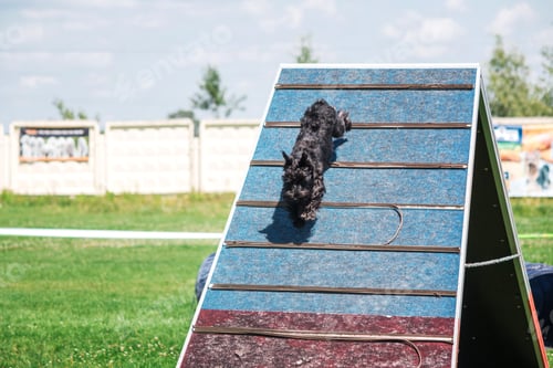 Preview: Dog in agility competition set up in green grassy park
