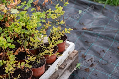 Preview: Young Blueberry Seedlings Ready for Future Production of Fresh Juices.