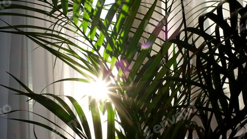 Vorschau: transparent curtain on the window, gently moved by the wind. sunlight. sun's rays shine through the