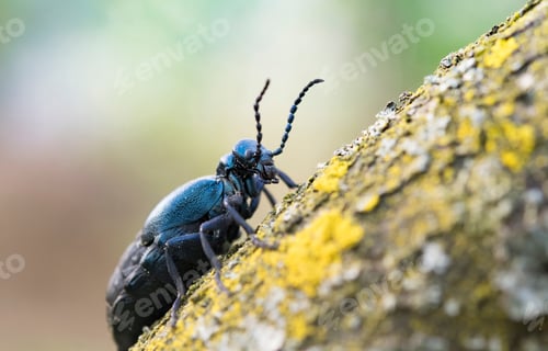 Preview: black oil beetle