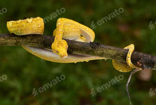Preview: Python snake, The green tree python, Morelia viridis