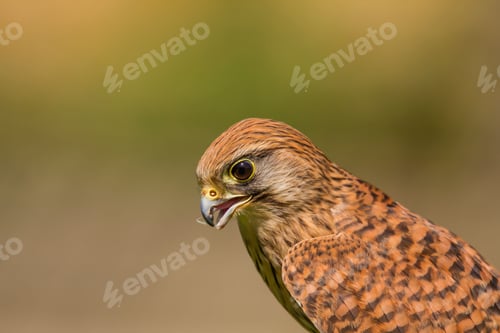 Preview: Portrait of a Kestrel (Falco Tinnunculus) on a blurred background