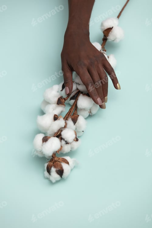 Preview: Black female hand hold cotton branch on blue background