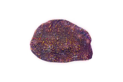 Preview: Chalice Coral LPS with Orange Polyp Detail