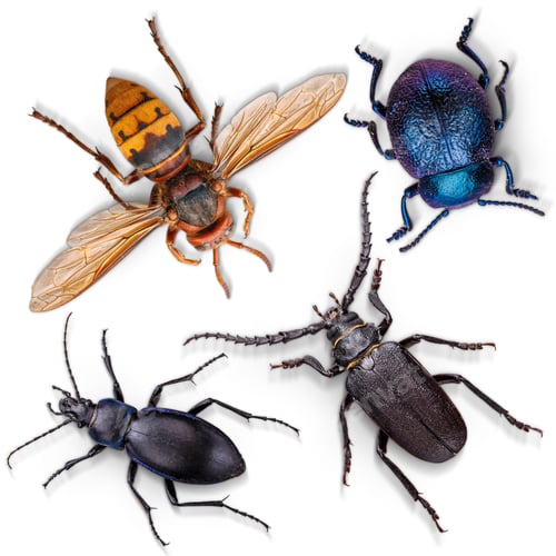 Preview: Set of insects on white