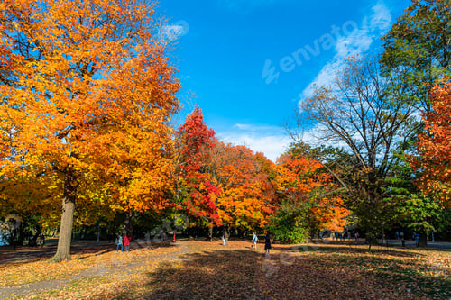 Preview: Autumn colours at Brooklyn Park.