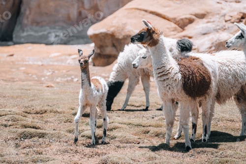 Preview: Photo of Lamas in South America during Salt Flat Uyuni tour