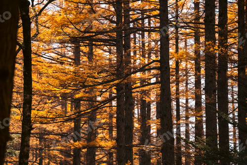 Preview: A forest with trees that are orange and brown. The trees are in the foreground and background