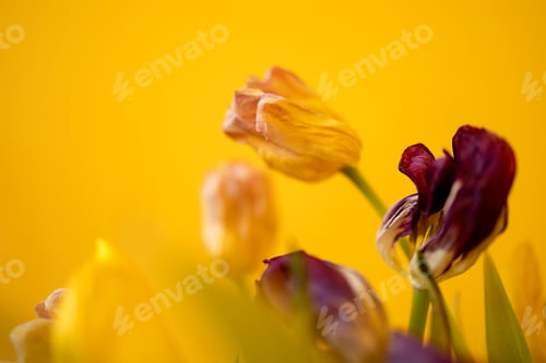 Preview: fading tulpan flower close-up against yellow background