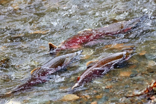 Preview: Salmon Group Swimming Upstream