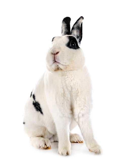 Preview: Rex rabbit in studio