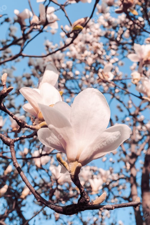 Preview: Magnolia soulangeana also called saucer magnolia flowering springtime tree with beautiful pink white