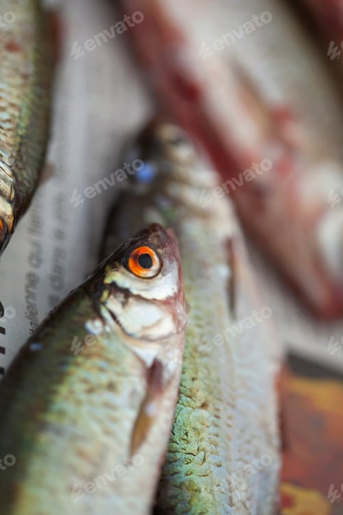 Preview: Fishes