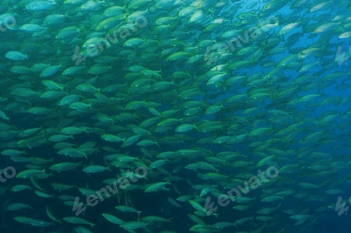 Preview: Large school of striped fish known as Salema, Salpa, Salema Porgy, Mediterranean sea, Benidorm