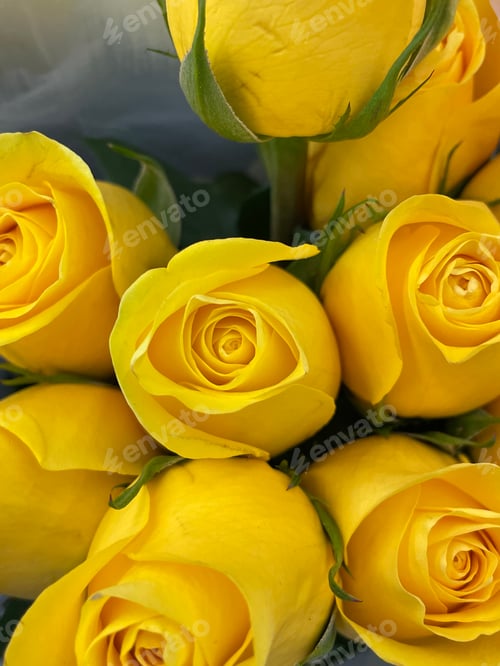 Preview: Roses