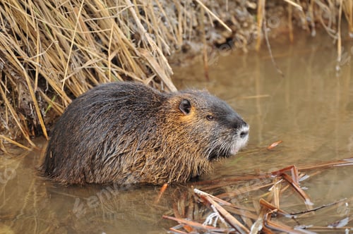 Preview: Nutria standing in a water