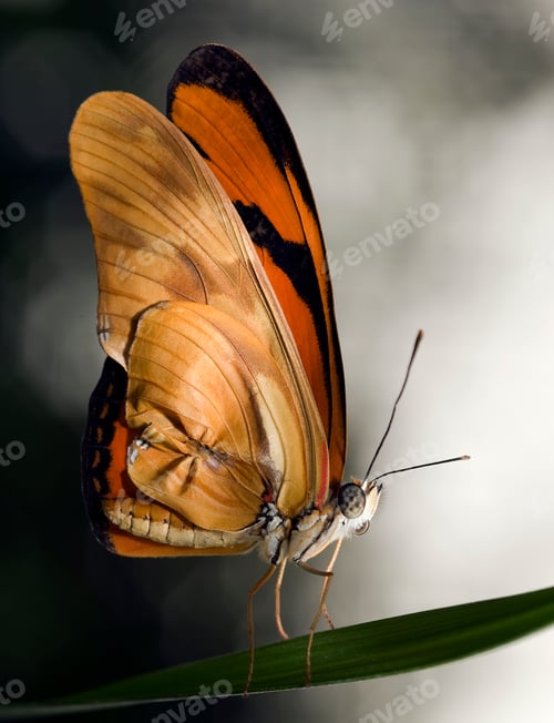 Preview: butterfly