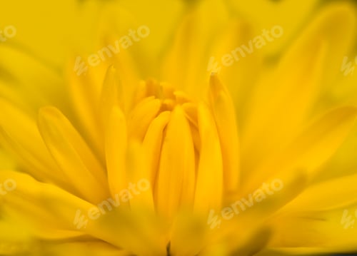 Preview: Mums