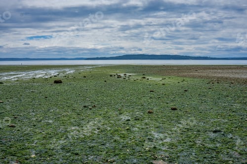 Preview: The Bottom Of The Puget Sound Is Revealed At An Extreme Low Tide.