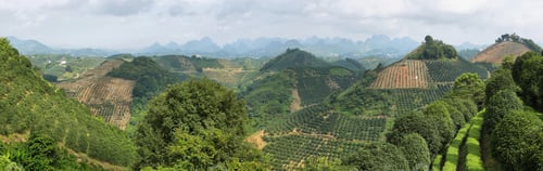 Preview: Karst mountains and kumquat trees plantation near Yangshuo