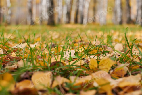 Preview: Autumn leaves in birch forest