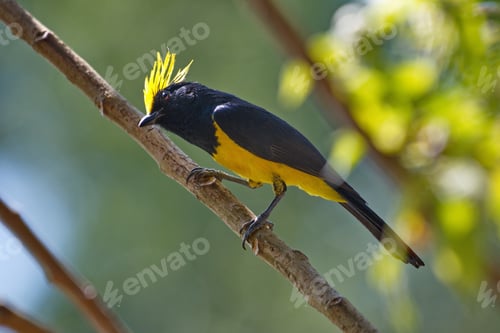 Preview: Selective focus shot of a sultan tit bird perched on a tree branch